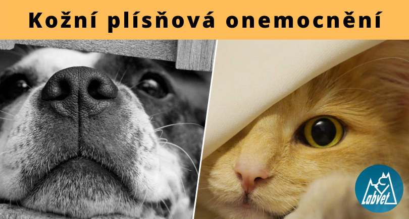 Plíseň u psů a koček