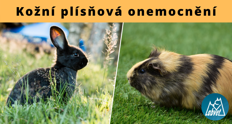Plísně u králíků a morčat