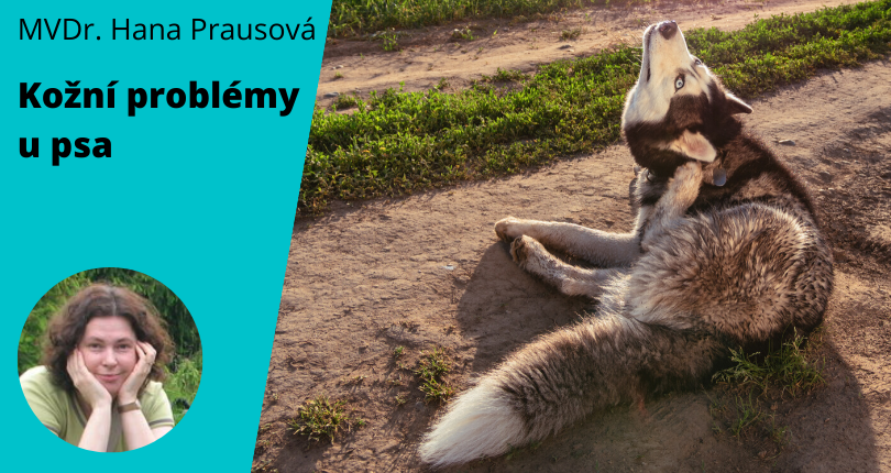 Kožní nemoci u psa bývají dlouhodobé a často se vracejí. Důležitá je pečlivost vytrvalost. Základem je ale důkladné vyšetření.