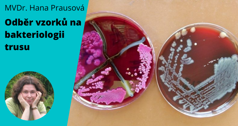 Veterinární laboratoř Labvet provádí bakteriologická vyšetření.