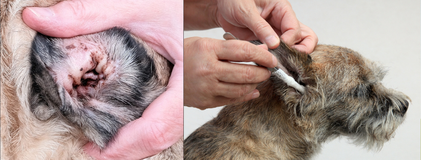 jak čistit psí ucho

