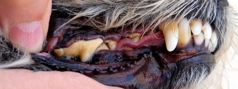 zubní kámem u psa

