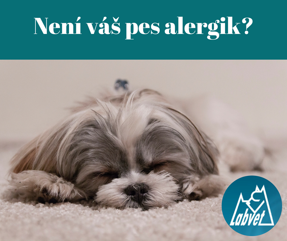 alergie u psa