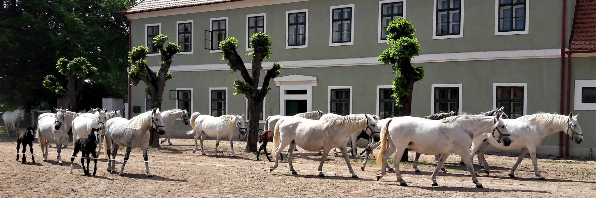 rozbor krve koně, vyšetření trusu koní